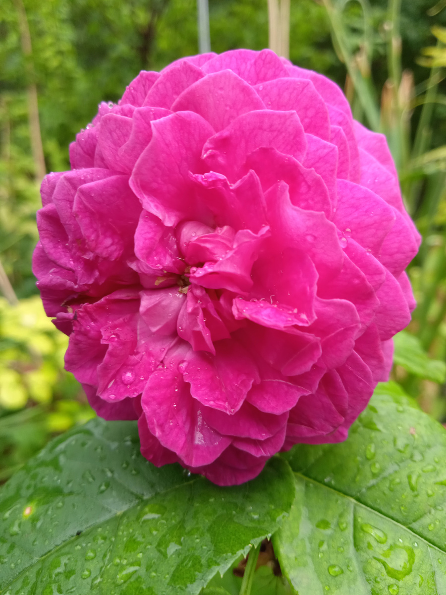 Шраб Перл Лодж в прошлом сезоне имел более темные и крупные цветы