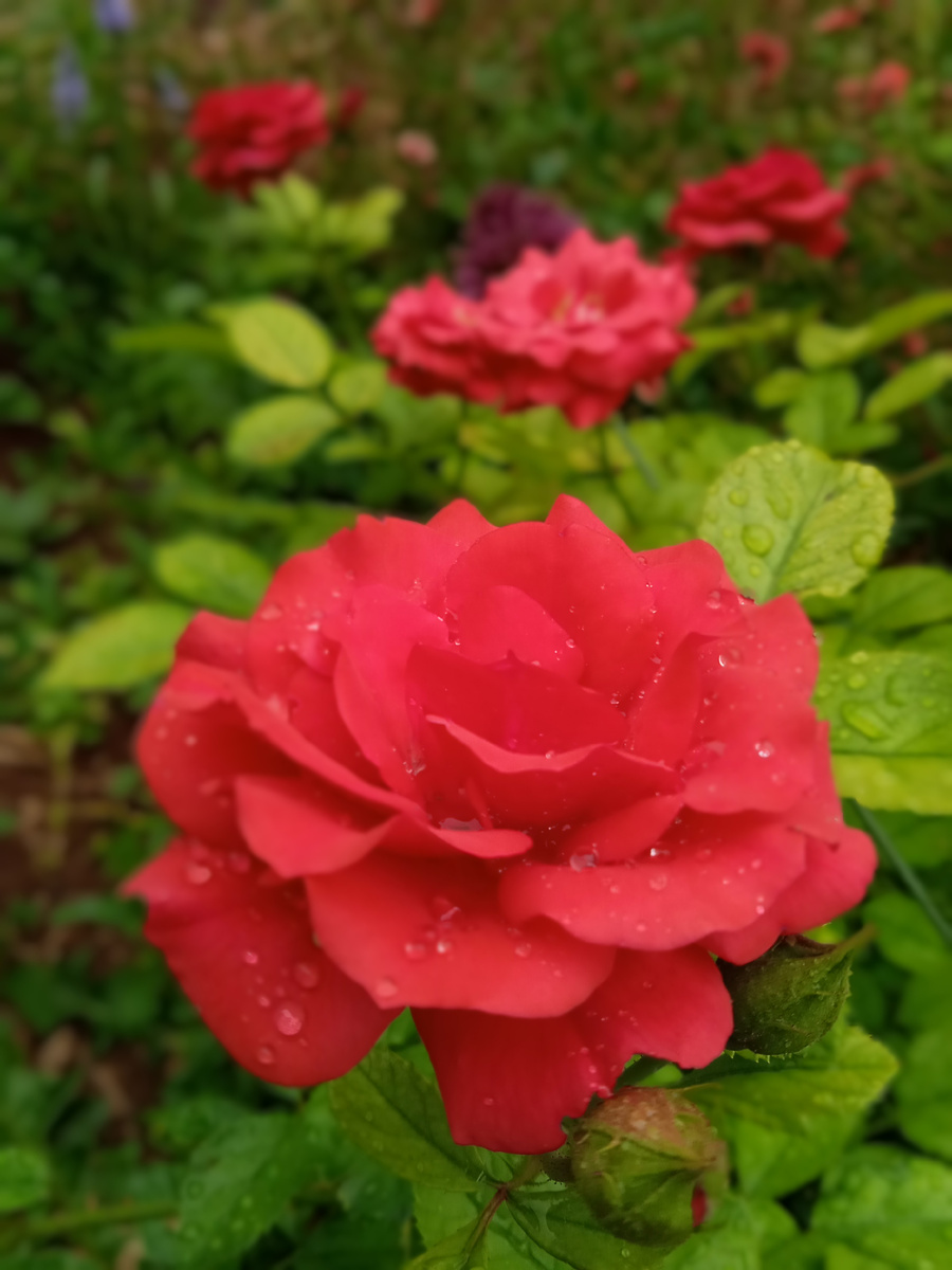 Флорибунда Нина Вейбул 