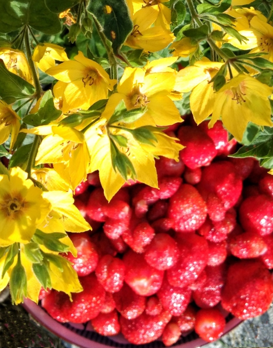 Яркие краски лета 