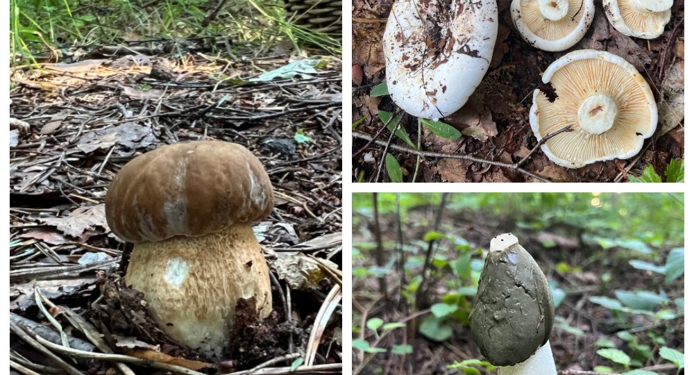 В лесу новая генерация грибов 07.07.2024. Смоленская область