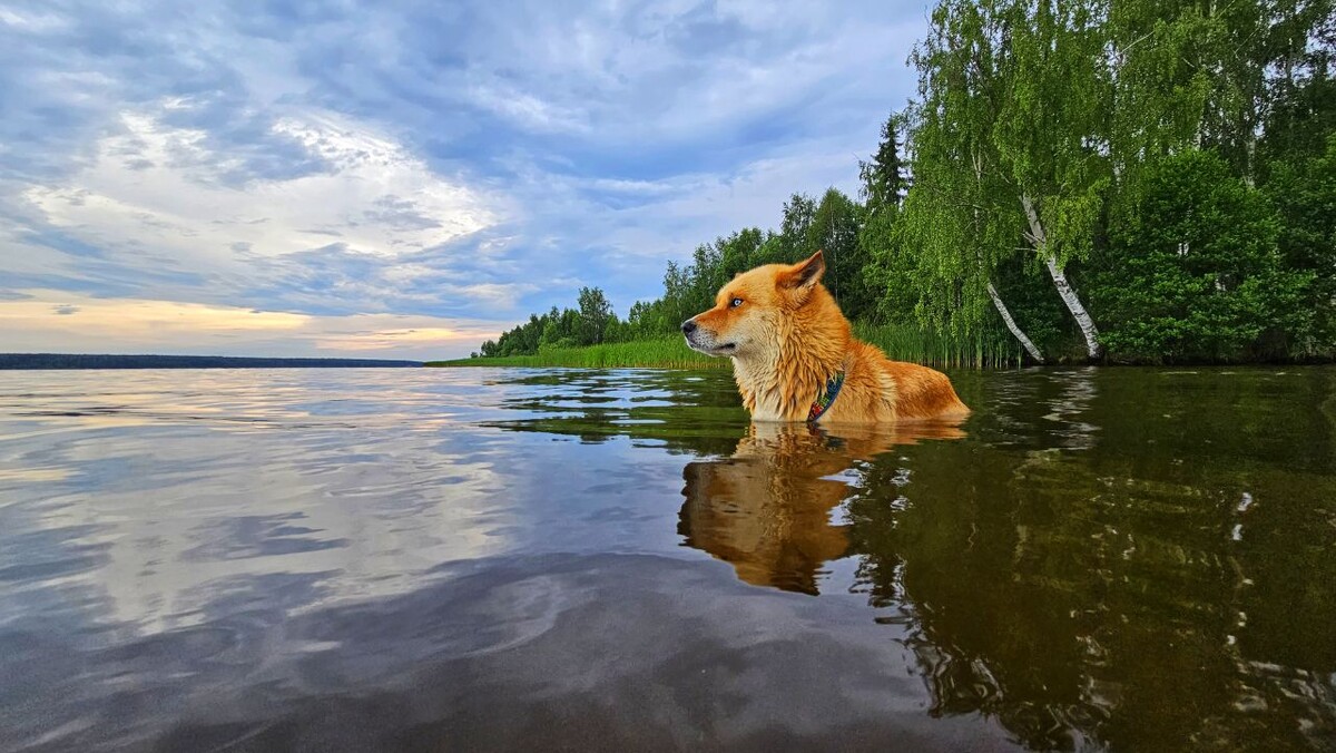 "Мне этот мир абсолютно понятен, И не сказать чтобы очень приятен... Но у хозяйки иная картина... ...стою я в воде, колыхаюсь как тина"  #мысли_самурая       