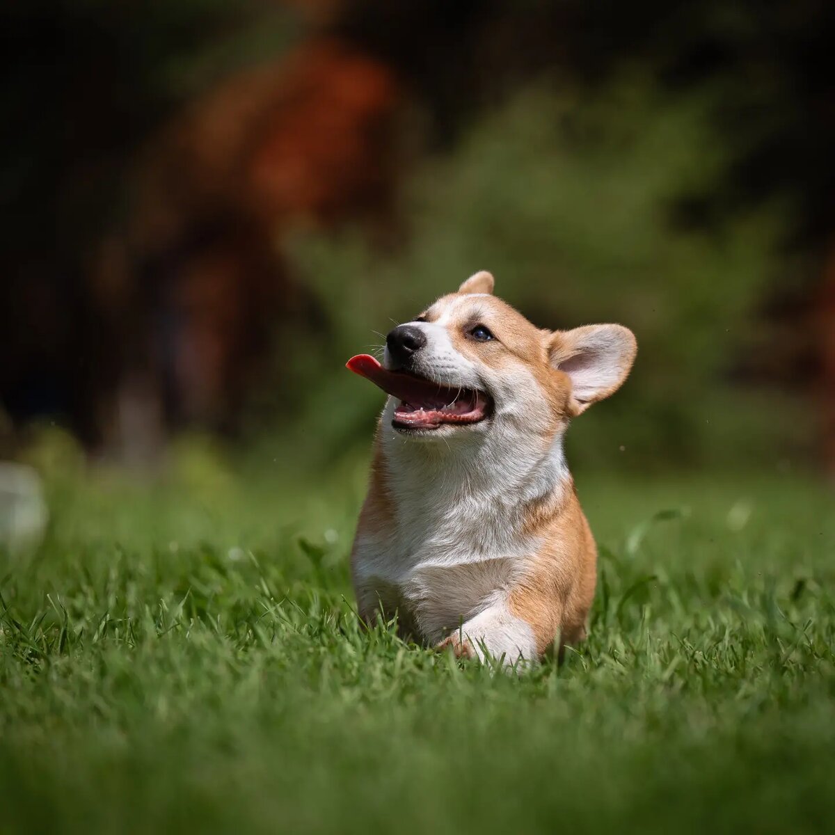 Asdeases Santiago 3 месяца- можно забронировать) 