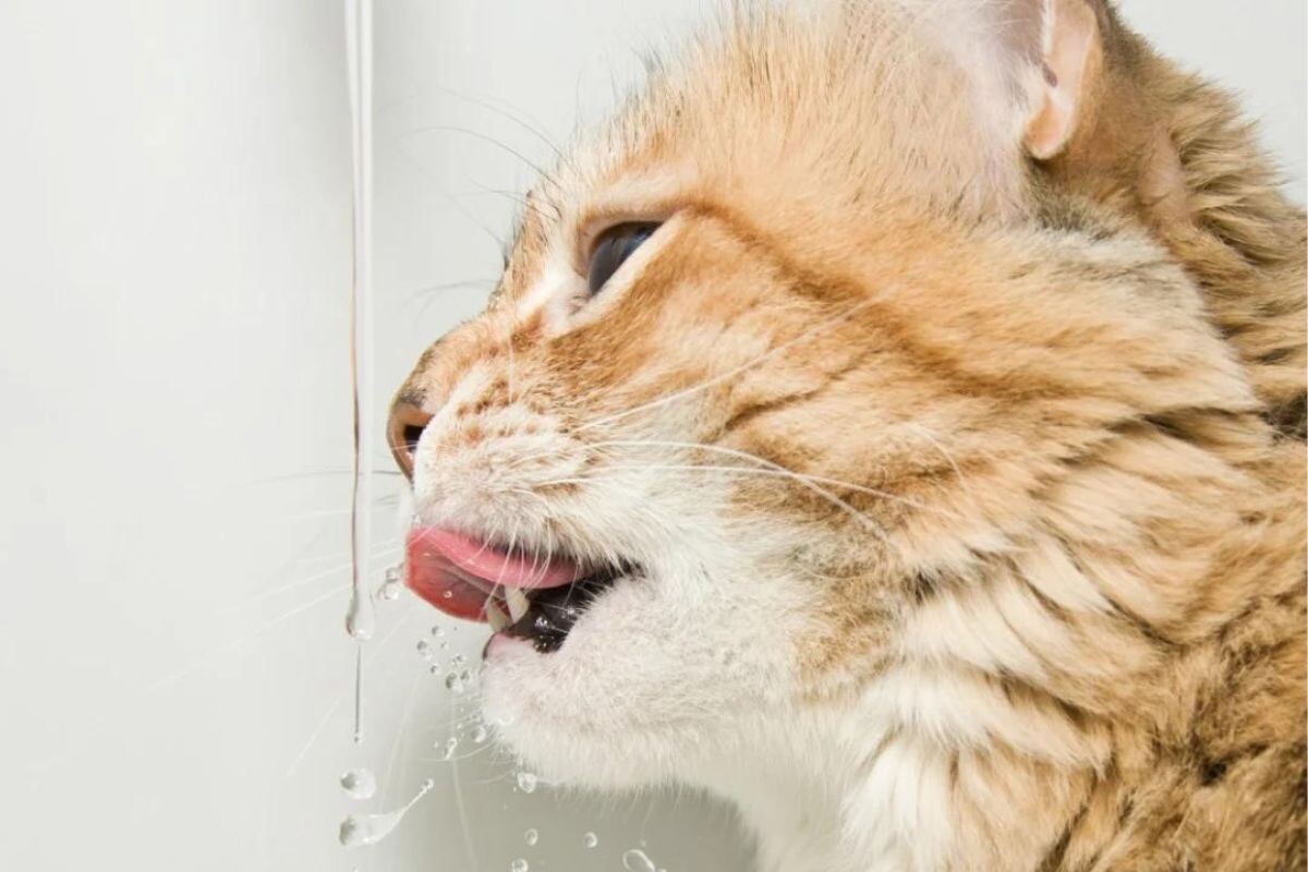 Как помочь кошке в жару