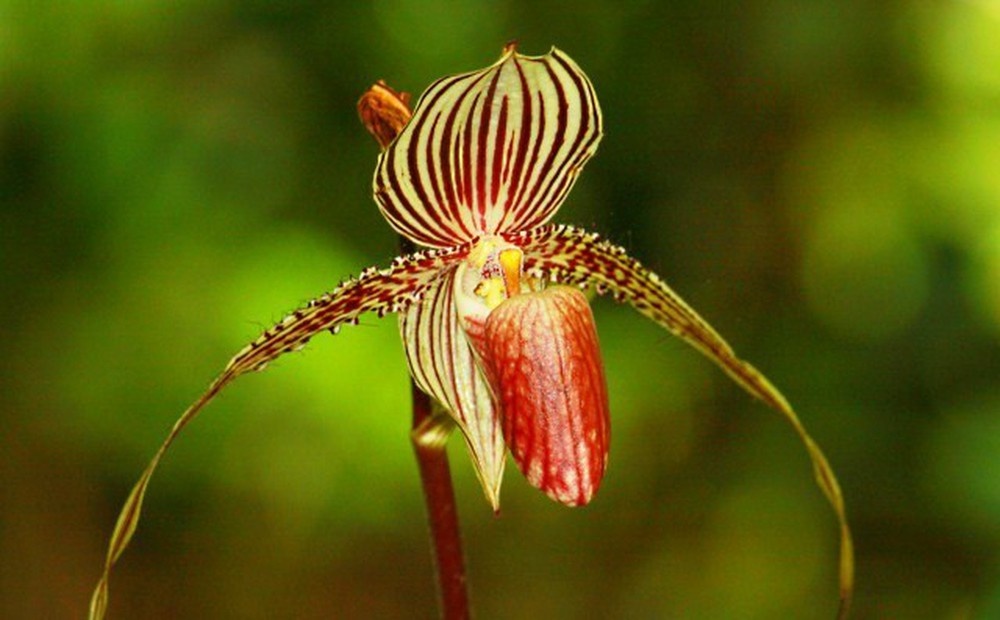 Paphiopedilum rothschildianum