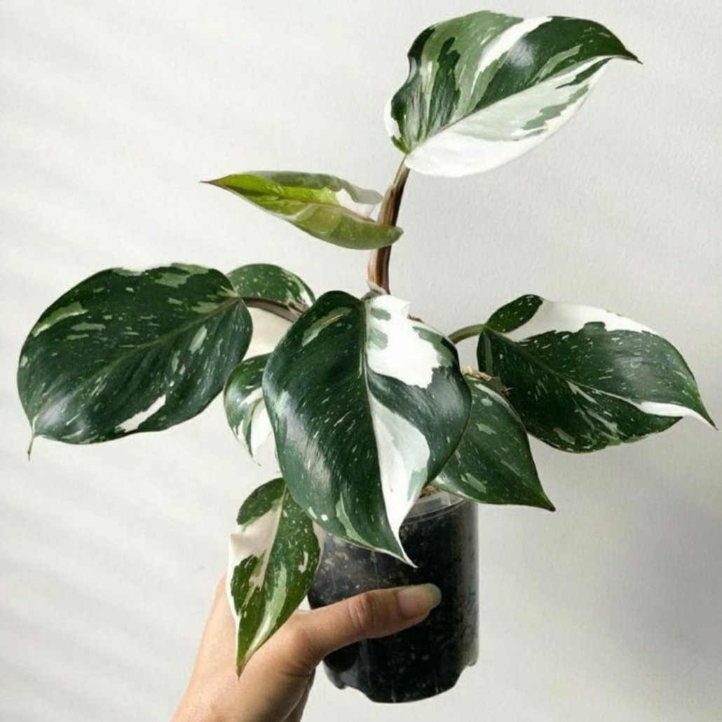 Philodendron White Knight
