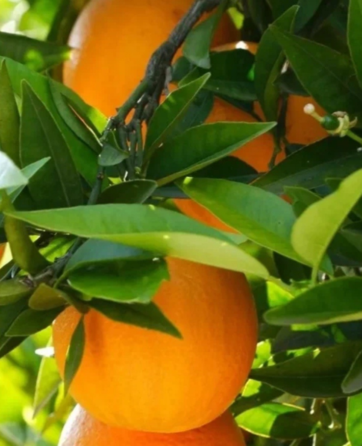 Плоды апельсина 🍊 сладкого