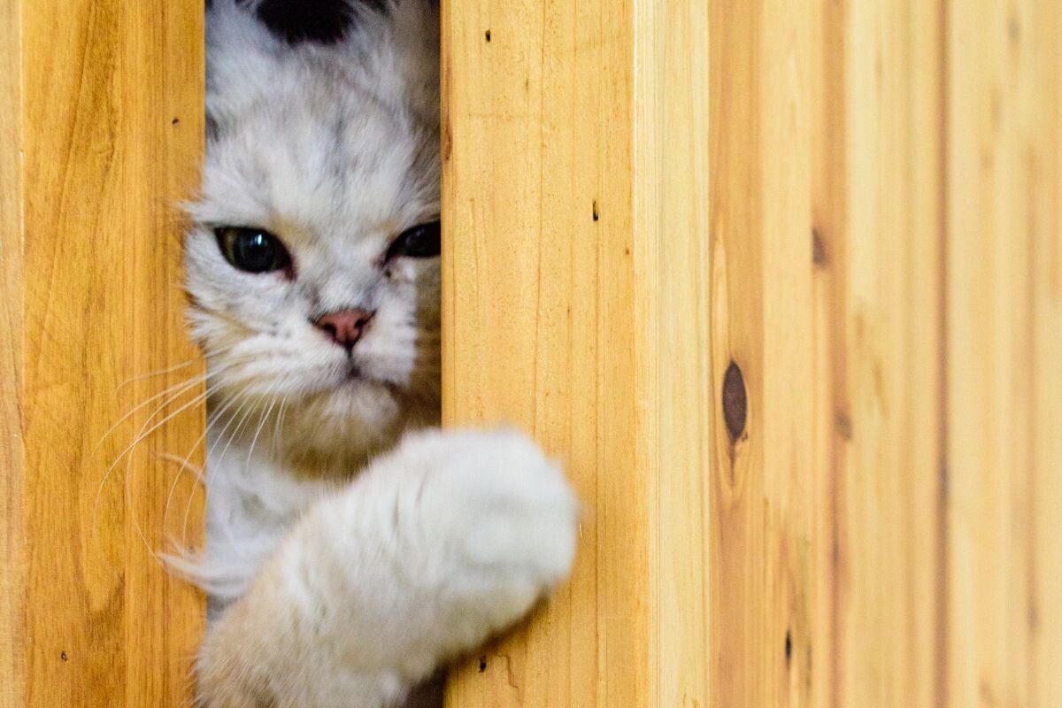 Котёнок с дверью 