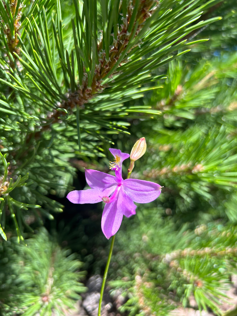 Calopogon tuberosus