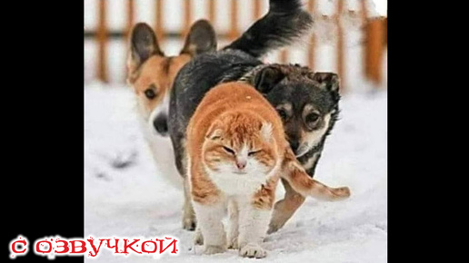 - ЗА МНОЙ, ТРУСИШКИ! Приколы с котами! САМЫЕ СМЕШНЫЕ ЖИВОТНЫЕ С ОЗВУЧКОЙ!