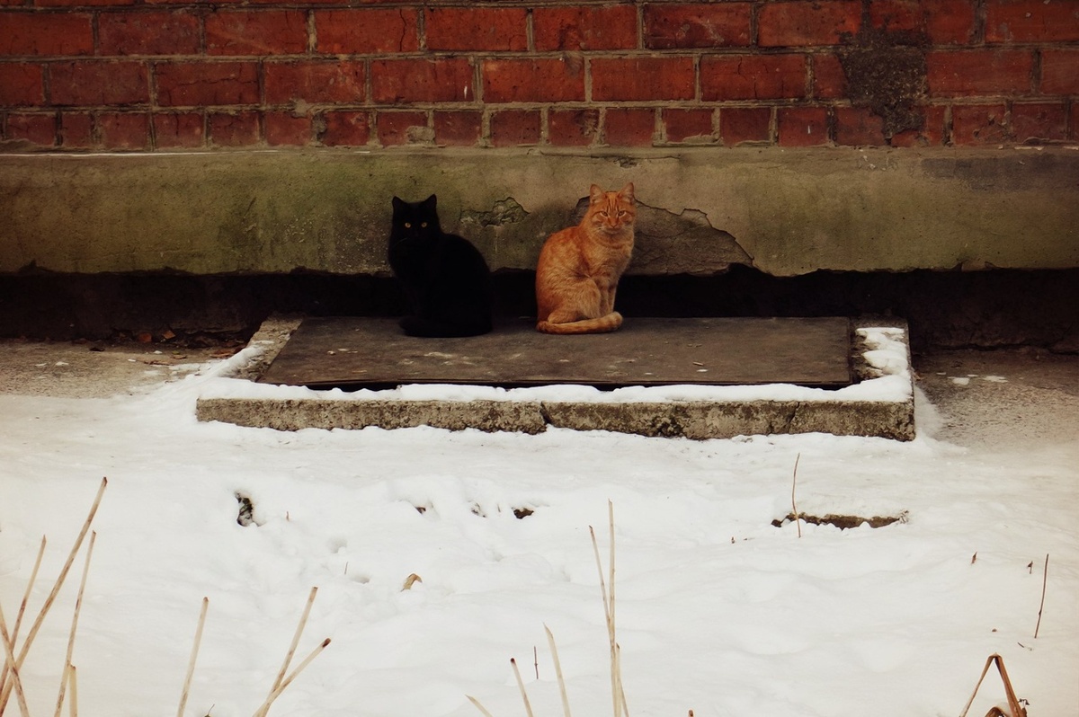 мои соседи: жили на улице Александра Невского, но собаки обоих порвали