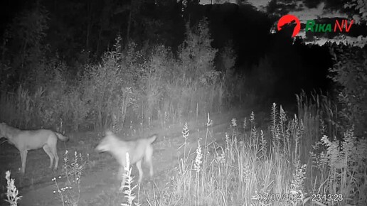 Волки попали на фотоловушку в Беларуси! Реальные кадры