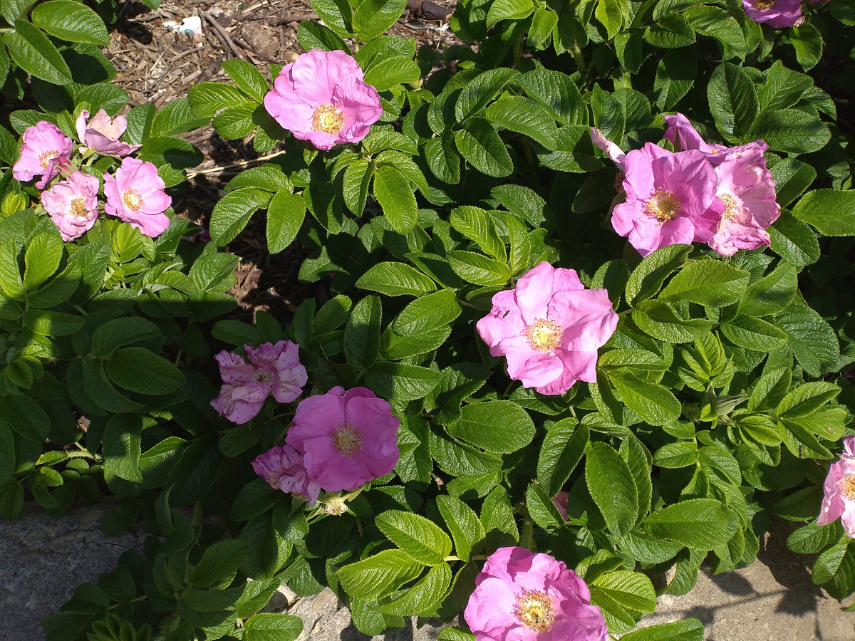 Высота кустиков ниже колена, сочные крупные листья и такие же мясистые цветы.