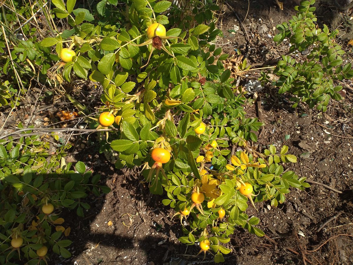 Шиповник морщинистый.