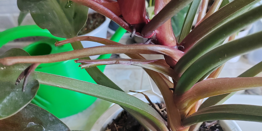 Черенкование филодендрона Autumn как один из способов размножения и омоложения