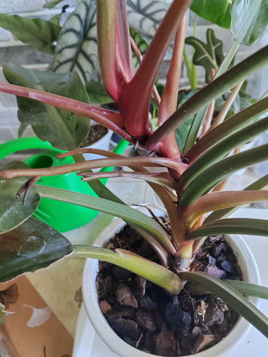 Так выглядел мой Autumn до обрезки