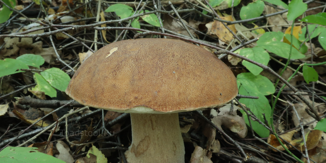 Последнее прибежище июльского грибника