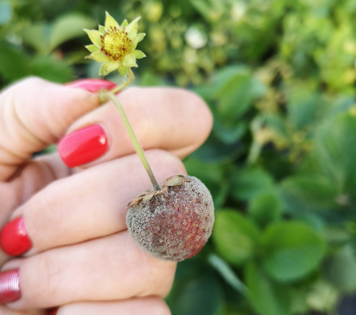 Серая гниль на клубнике