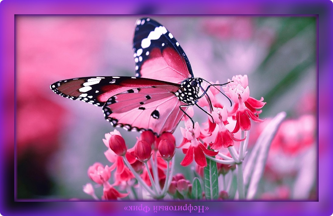 Великолепие, что дарит нам Природа... Обе иллюстрации к статье - из сервиса "Яндекс. Картинки"