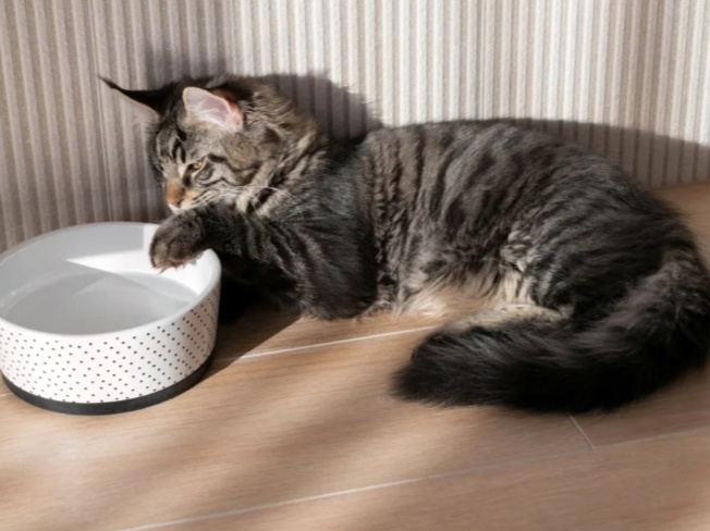 Зачем кошка мочит лапы в своей миске с водой