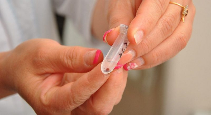    Клещи стали нападать на югорчан в полтора раза чаще