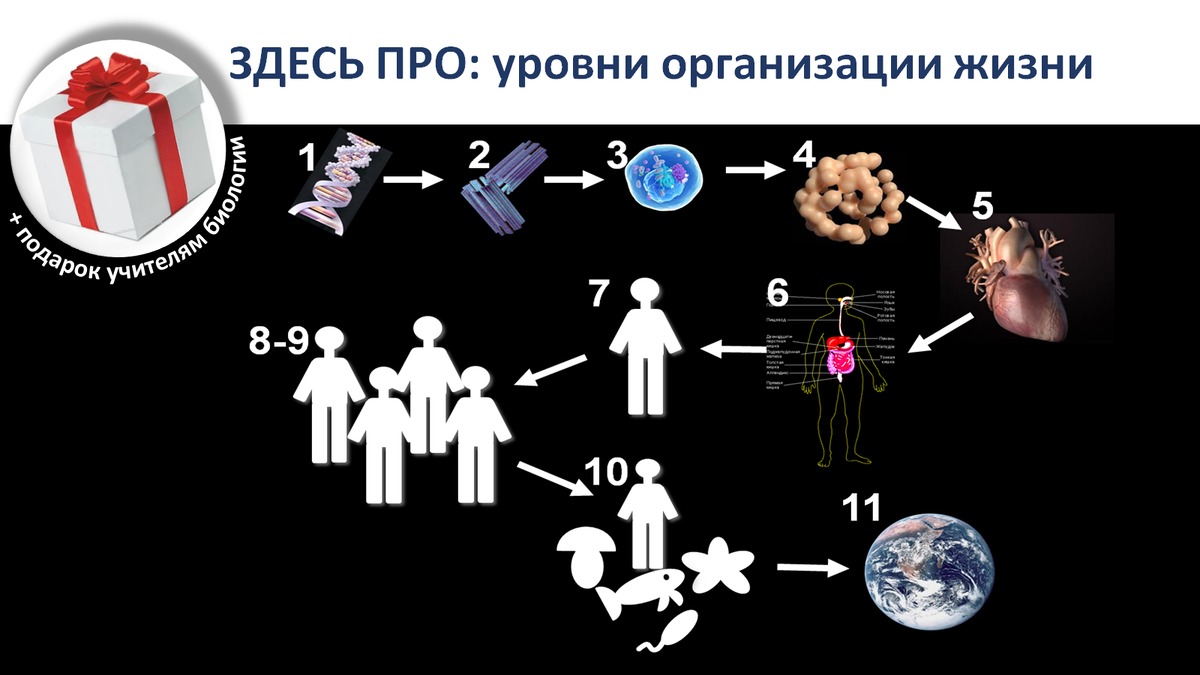 Сегодня - практическое задание по теме, которой я уже касалась на канале: Задание из тех, что я предлагаю школьникам на уроке. Знания эти могут пригодиться при ответе на вопросы линии № 1 ЕГЭ.