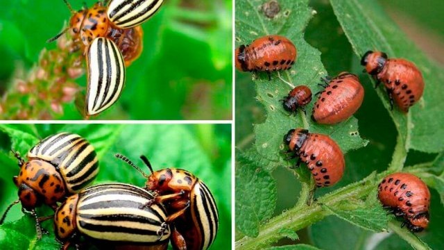 колорадские жуки