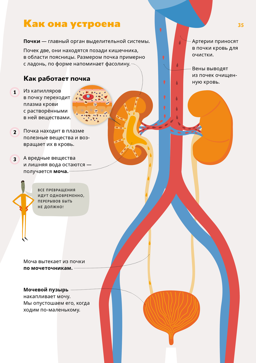 Почки очищают кровь.