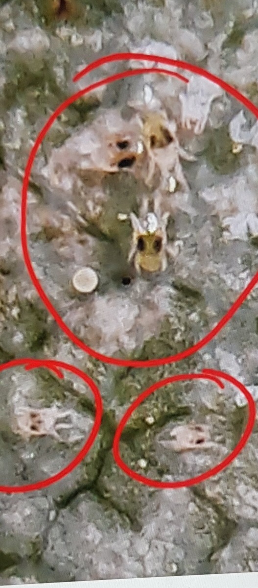 Паутинный клещ под микроскопом. Фото из этой статьи: https://dzen.ru/a/XpXMri00Vzu9odd_