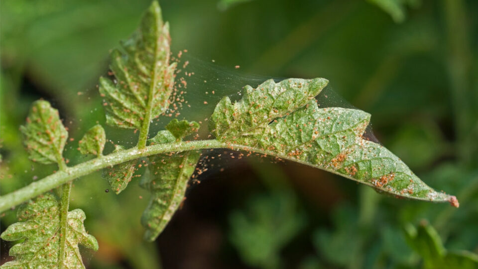 Очень запущенное заражение. Источник фото: https://www.kp.ru/family/sad-i-ogorod/pautinnyj-kleshh/