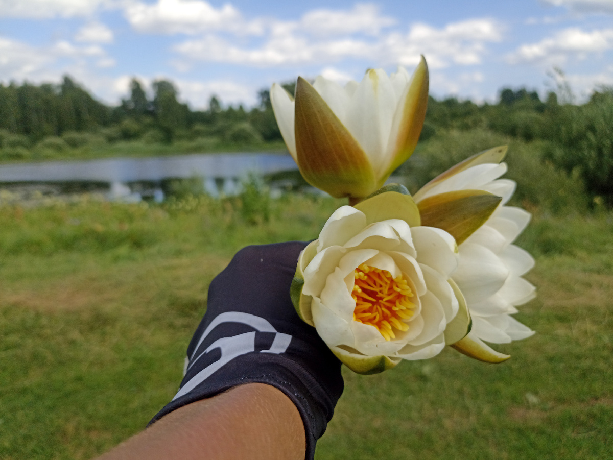 Букет кувшинок