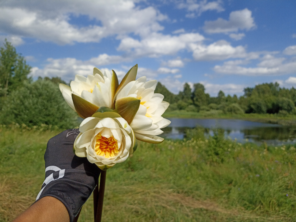 Букет кувшинок. Листайте галерею