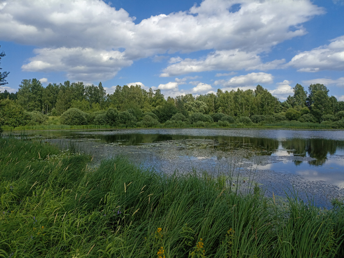 Зелено и солнечно
