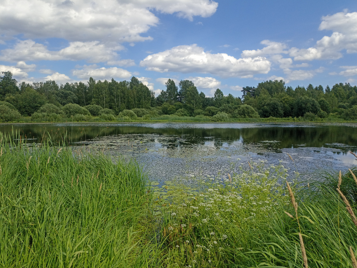 Зелено и солнечно