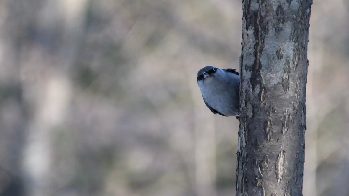     Источник: 1MI