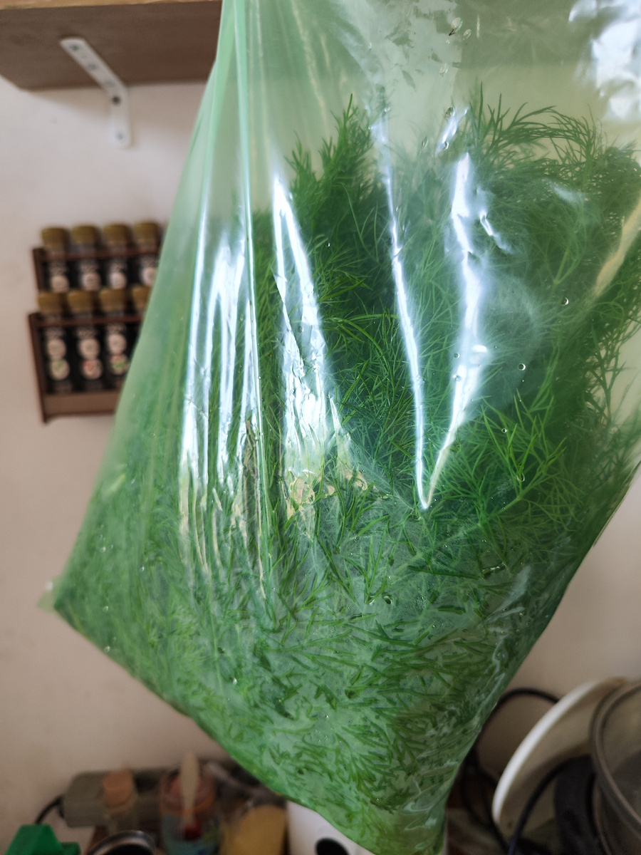 Укроп для заморозки 