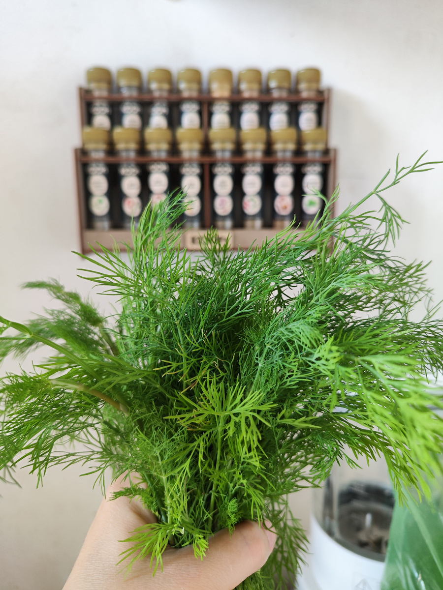 Пучок укропа 