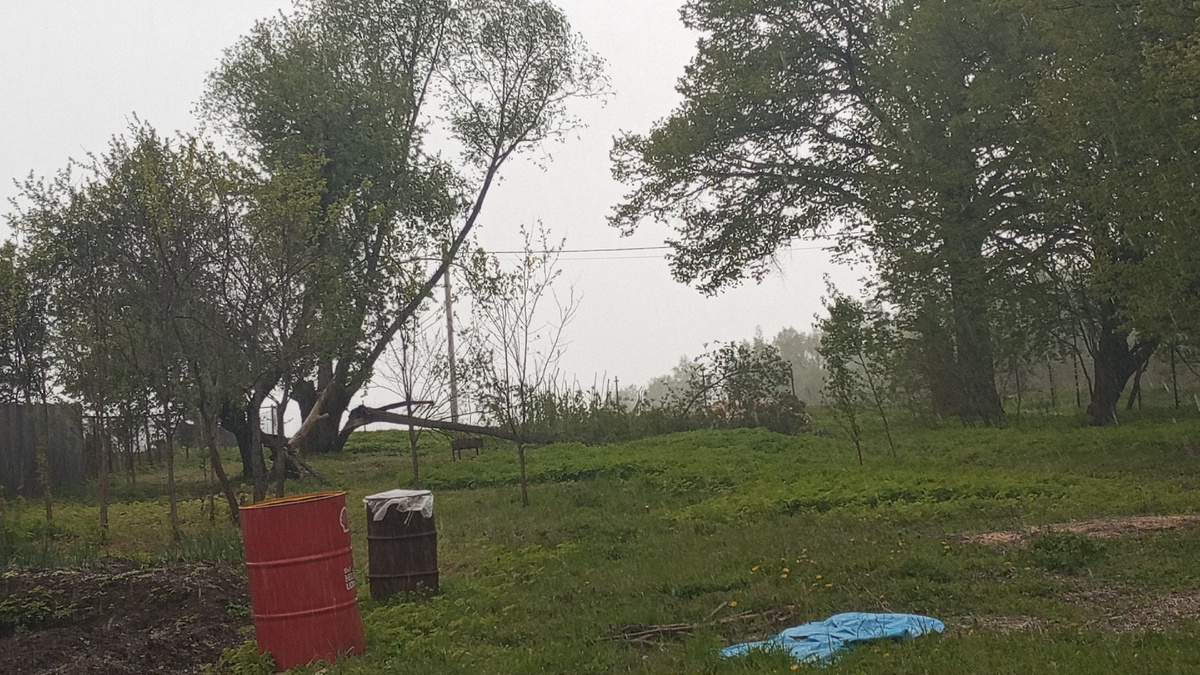 Вот какую ветку в мае отломило! Фото автора из дома. Ближе подойти боялась - уж очень сильный был ветер да ещё и с градом, не то что в этот раз. 