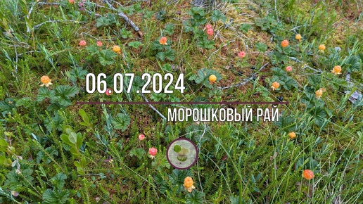 06.07.2024г. Морошка, черника и немного лисичек.