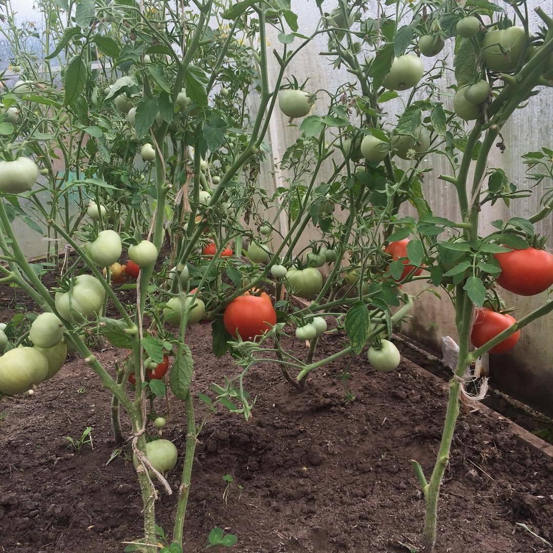 В июле на кустах томатов начинают усиленно цвести и развиваться плоды. На нижних ветвях начинают появляться и созревать помидоры.  Тем не менее уход за томатными растениями прекращать нельзя.