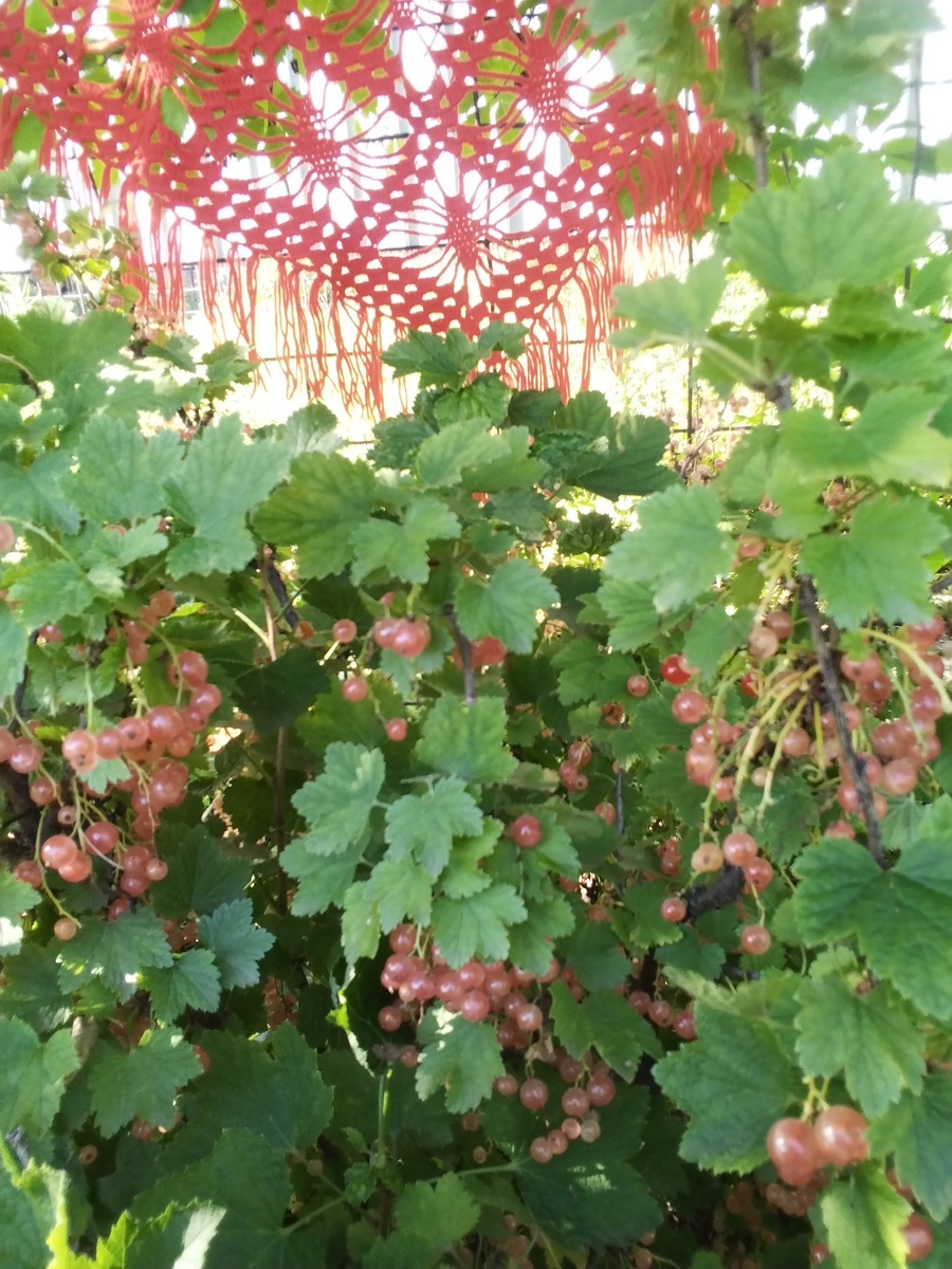 Ну а смородина для декорации.