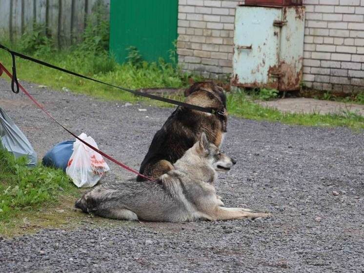     Объявление о пропаже стоит обновить и отвечать на все отклики. Фото: «МК в Ленобласти».