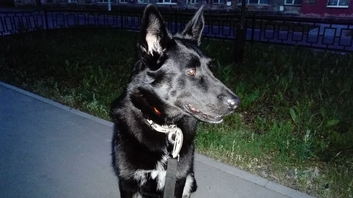 Дашка / Фотографии автора