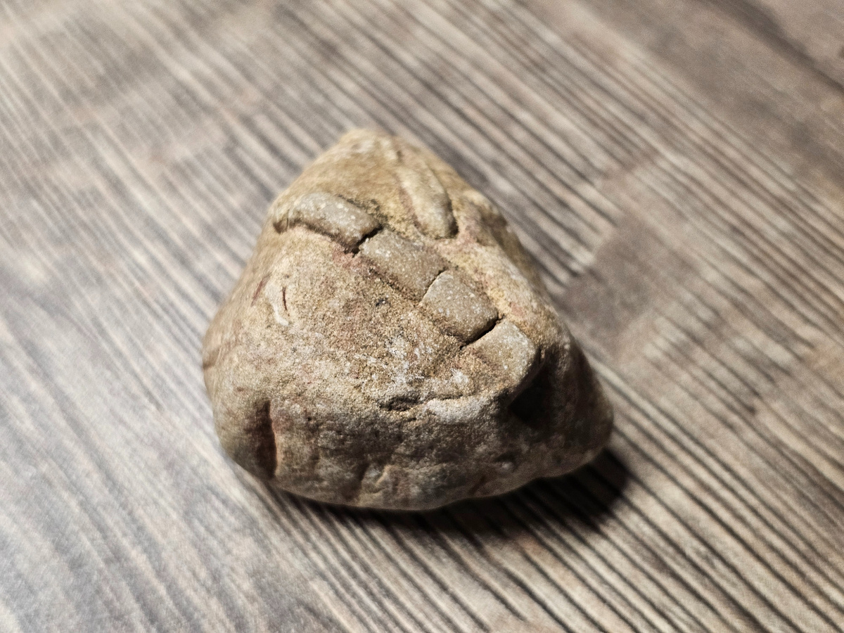 «Окаменевший хвощ», который нашла в детстве. Фото: Парадная гостья