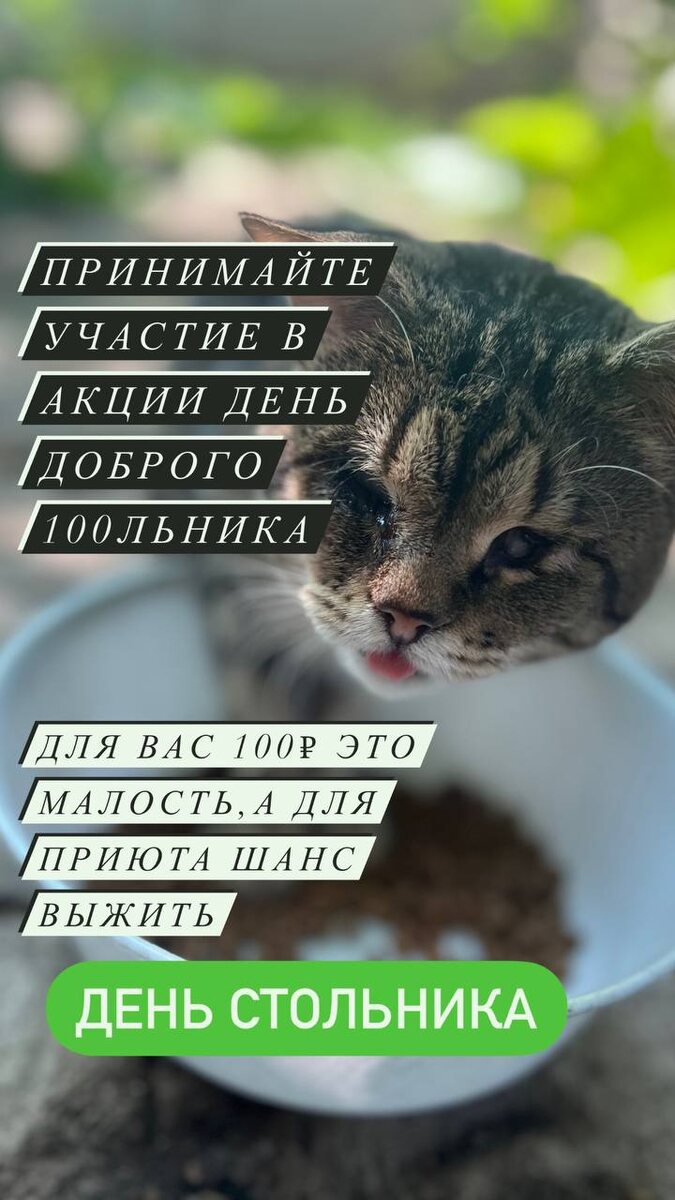 Место под вентилятором: даже маленький обдув для котиков, как спасение ...