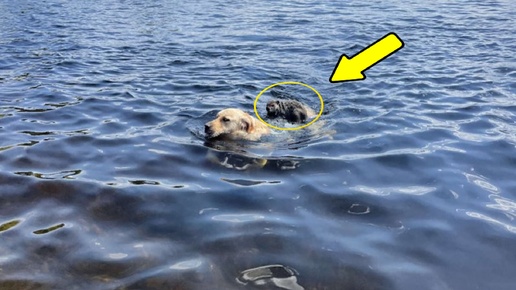 Когда пёс плавал в озере, что-то вцепилось в его спину и не хотело отпускать