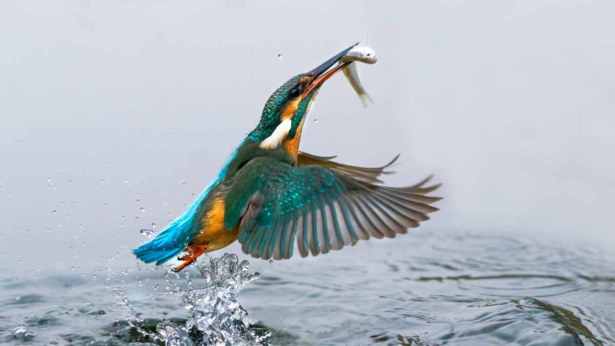 Зимородок во время ловли рыбы