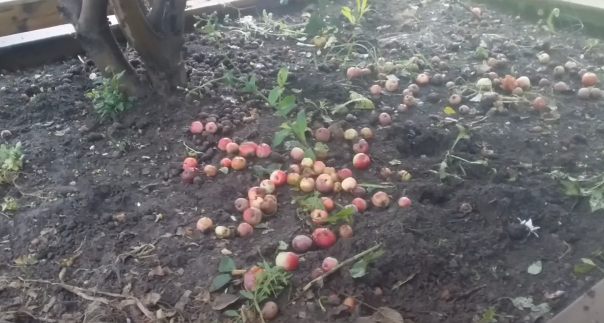 Из падалицы яблок и груш получается прекрасный компост