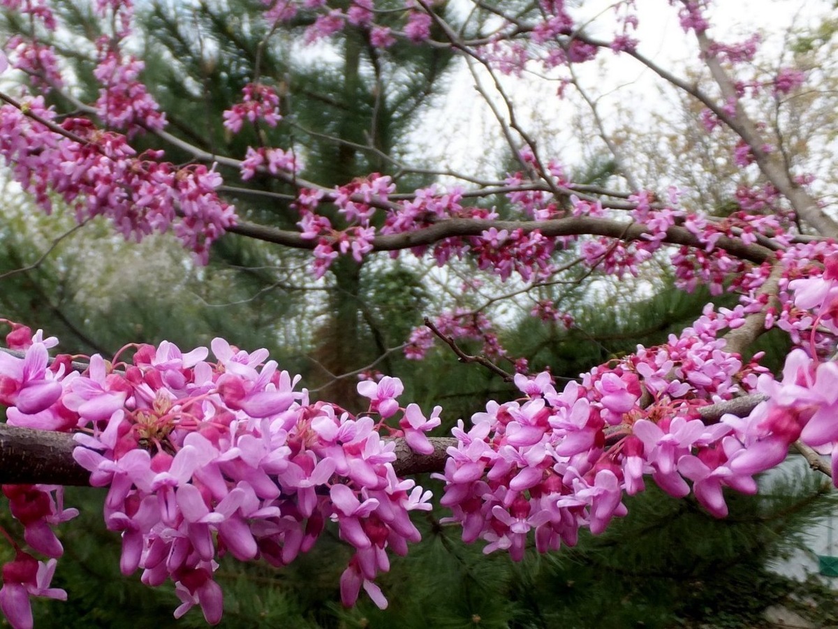  Cercis canadensis. Инетное фото