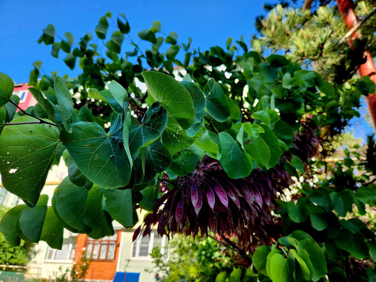 Cercis canadensis? Это уже мое фото в Небуге