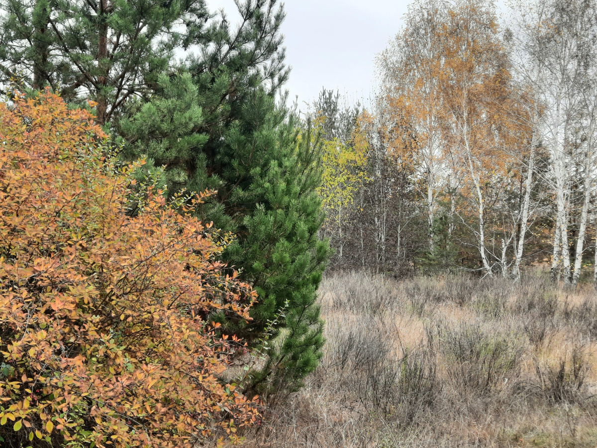 Вот такой этот участок леса: сосново - березово - барбарисовый